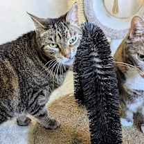 Thumbnail photo of Max (bonded with Katie) #4