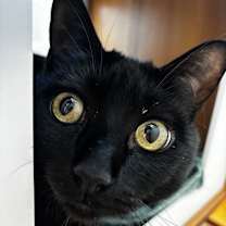 Thumbnail photo of Luna* #3