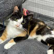 Thumbnail photo of Snickers #1