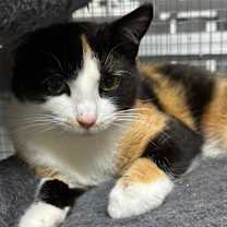 Thumbnail photo of Snickers #2