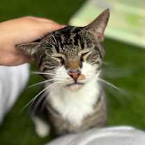 Thumbnail photo of Maximus #3