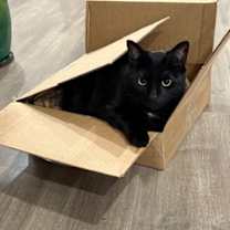 Thumbnail photo of Stanley #1