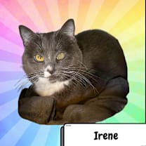 Thumbnail photo of Irene Adler-Destiny #1