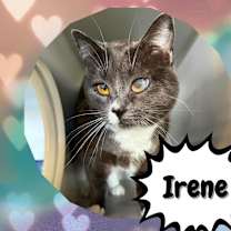 Thumbnail photo of Irene Adler-Destiny #3