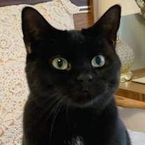 Thumbnail photo of Frankie #4