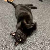 Thumbnail photo of TC #3