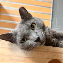 Thumbnail photo of Salem (Mist)(Cat Colony 1) #1