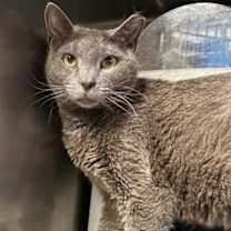 Thumbnail photo of Salem (Mist)(Cat Colony 1) #3