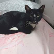 Thumbnail photo of Zigzag #2