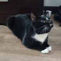 Thumbnail photo of Zigzag #3