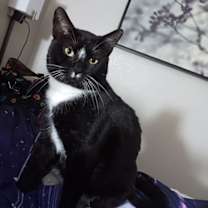 Thumbnail photo of Zigzag #4