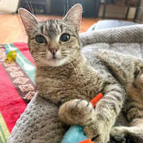 Thumbnail photo of Honeybun #1