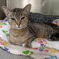 Thumbnail photo of Honeybun #2