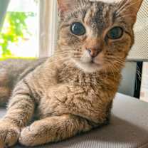 Thumbnail photo of Honeybun #4