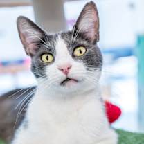 Thumbnail photo of Spencer #1