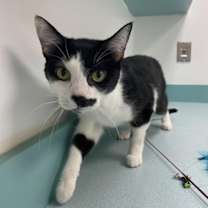adopt-pet