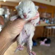 Thumbnail photo of Mia(Roxie) #1