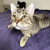 Thumbnail photo of Wyatt Dwerp #3