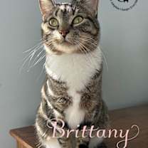 Thumbnail photo of Brittany #1