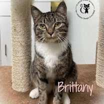 Thumbnail photo of Brittany #2