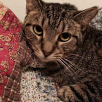 Thumbnail photo of Tawny #4