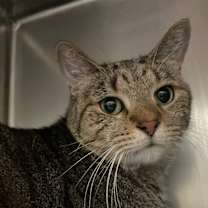 Thumbnail photo of Horatio #1