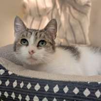 Thumbnail photo of Puffin 358-25 #1