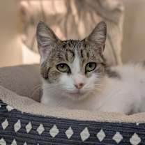 Thumbnail photo of Puffin 358-25 #2