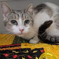 Thumbnail photo of Puffin 358-25 #3