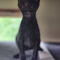 Thumbnail photo of Crackle #1