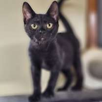 Thumbnail photo of Crackle #2