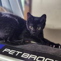 Thumbnail photo of Crackle #4