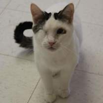 Thumbnail photo of NASH #3