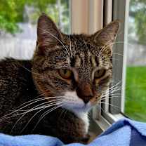 Thumbnail photo of Mota #4