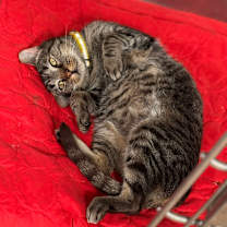 Thumbnail photo of Griffin #1