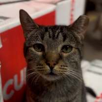 Thumbnail photo of Griffin #2