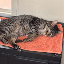Thumbnail photo of Griffin #3