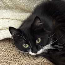 Thumbnail photo of Luna #3