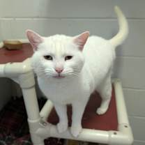 Thumbnail photo of Scruffy #1