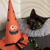 Thumbnail photo of Dawn #1