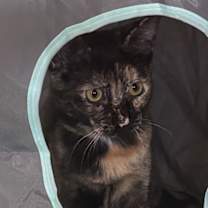 Thumbnail photo of Dawn #3