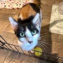 Thumbnail photo of Twitzie (Mom) #1