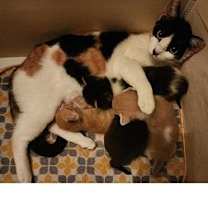 Thumbnail photo of Twitzie (Mom) #3