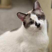 Thumbnail photo of Bluebell #1