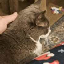 Thumbnail photo of Ms. Boots #3