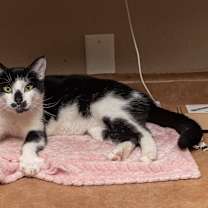 Thumbnail photo of Ekko #2