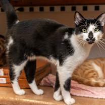 Thumbnail photo of Ekko #3