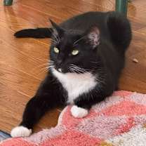 Thumbnail photo of Ruby #3