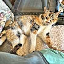 Thumbnail photo of Lady Marmalade #1