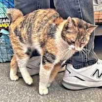 Thumbnail photo of Lady Marmalade #2